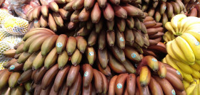 El plátano rojo destaca por un color rojo púrpura brillante, entre morado y marrón que ya le hace sobresalir del resto de la familia bananas/plátanos.