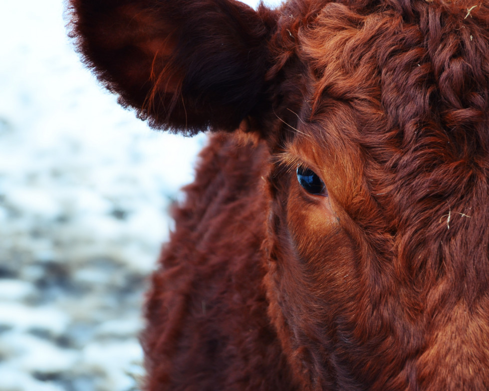 Winter animal fur cow cattle horse 1019269 pxhere