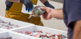 Fisherman preparing catched fresh in white containers ocean delicacies