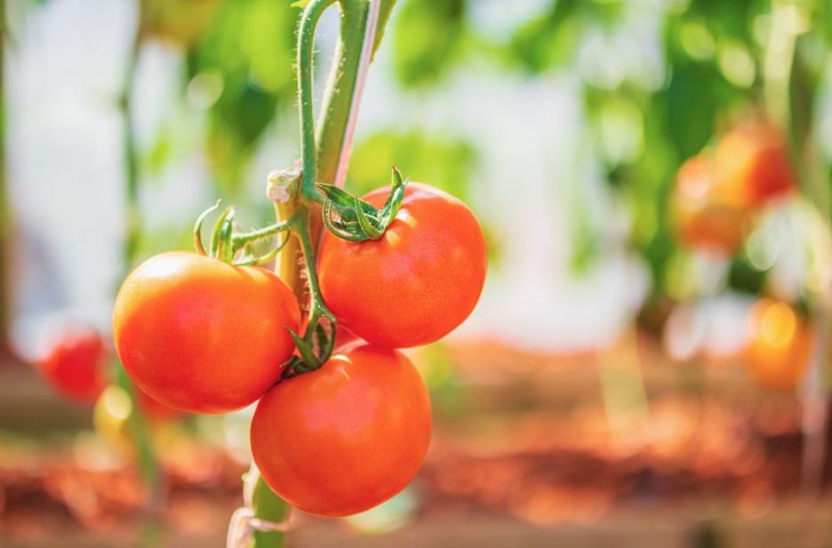 Agricultura proximidad tomatera garcia millan