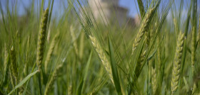 Campo de cereal en la provincia de segovia tcm30 662553