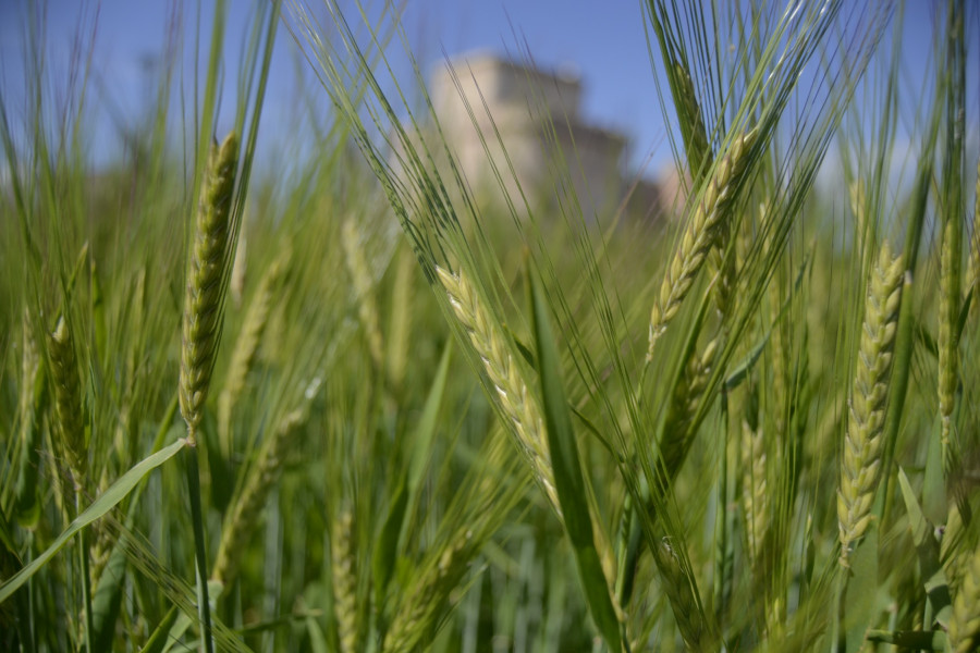 Campo de cereal en la provincia de segovia tcm30 662553