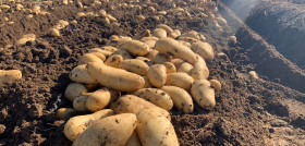 Patatas Lázaro duplica sus hectáreas de cultivo propio para ofrecer producto español todo el año (1)