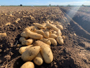 Patatas Lázaro duplica sus hectáreas de cultivo propio para ofrecer producto español todo el año (1)