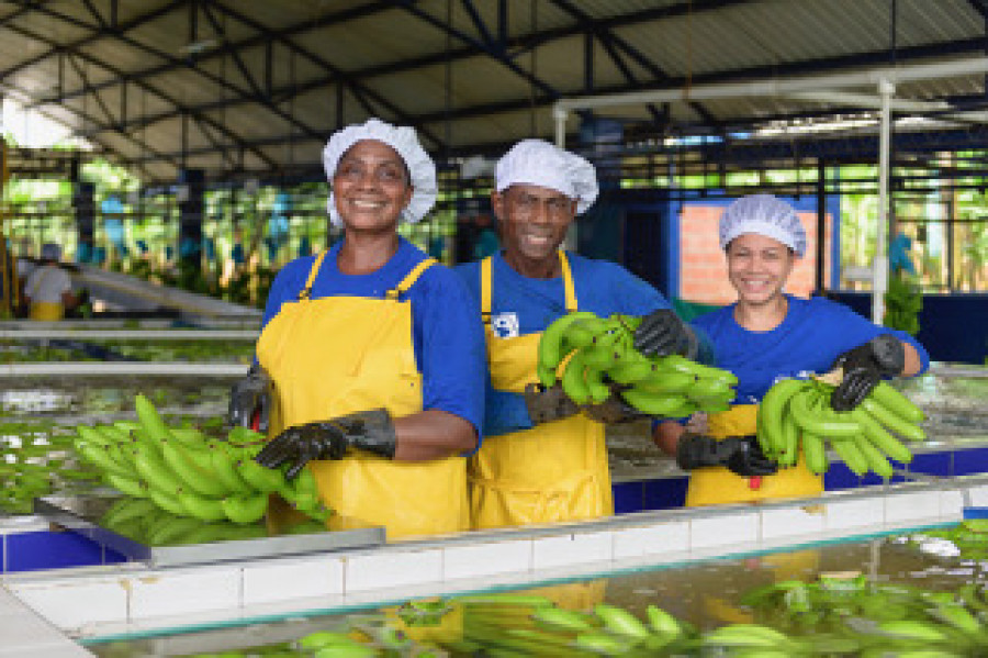 Uniban Bananenverarbeitung in Kolombien