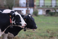 2724   NP Nestlé reduce en más de 43600 toneladas las emisiones de CO2 eq de las granjas que le suministran leche2