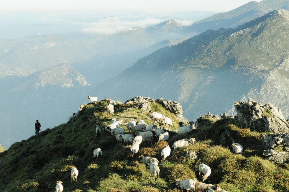 Lechazos Probiodiversidad en Picos de Europa 1